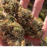 Best CBD Flower Strains