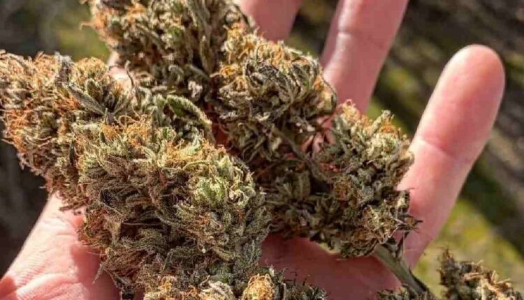 Best CBD Flower Strains