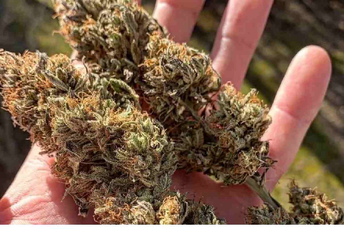 Best CBD Flower Strains