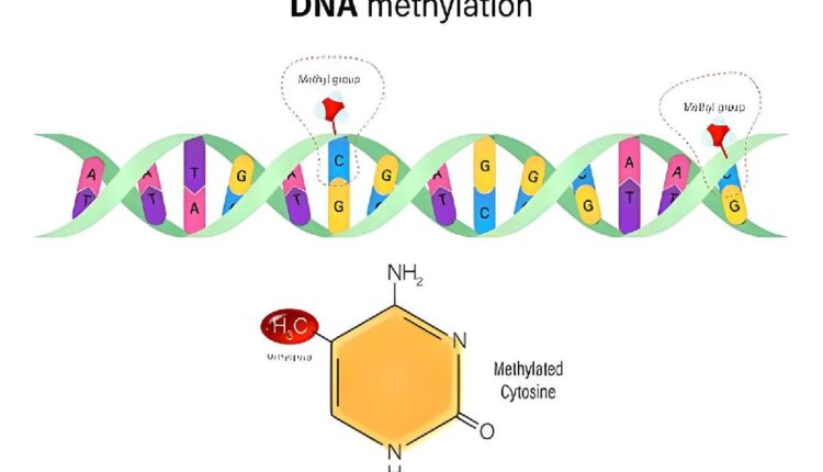Methylation Sequencing