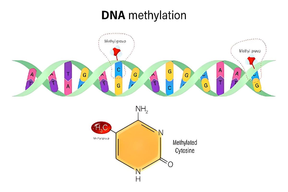 Methylation Sequencing